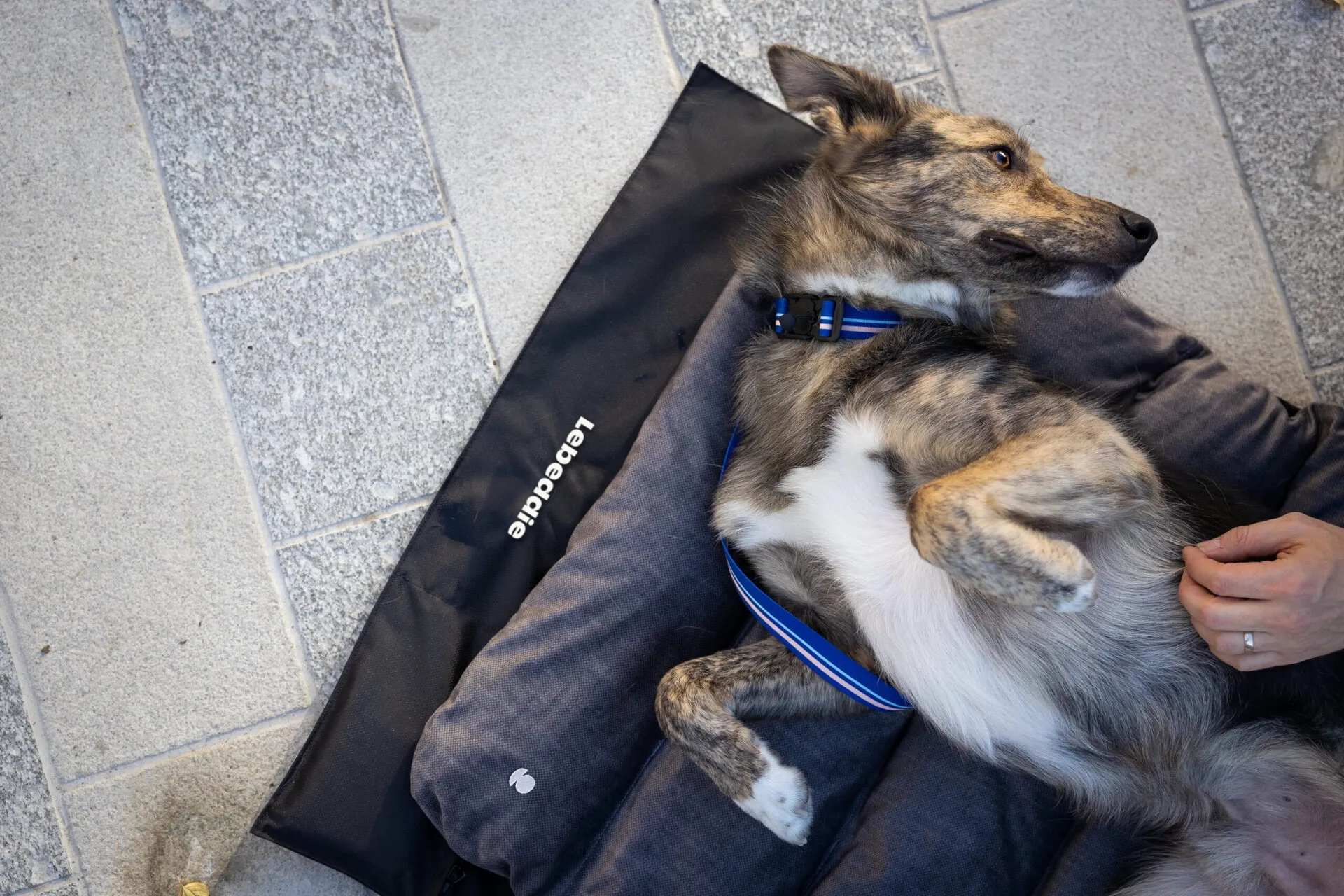 sustainable_travel_dog_bed_lebeddie_1630-scaled-1 copy 2