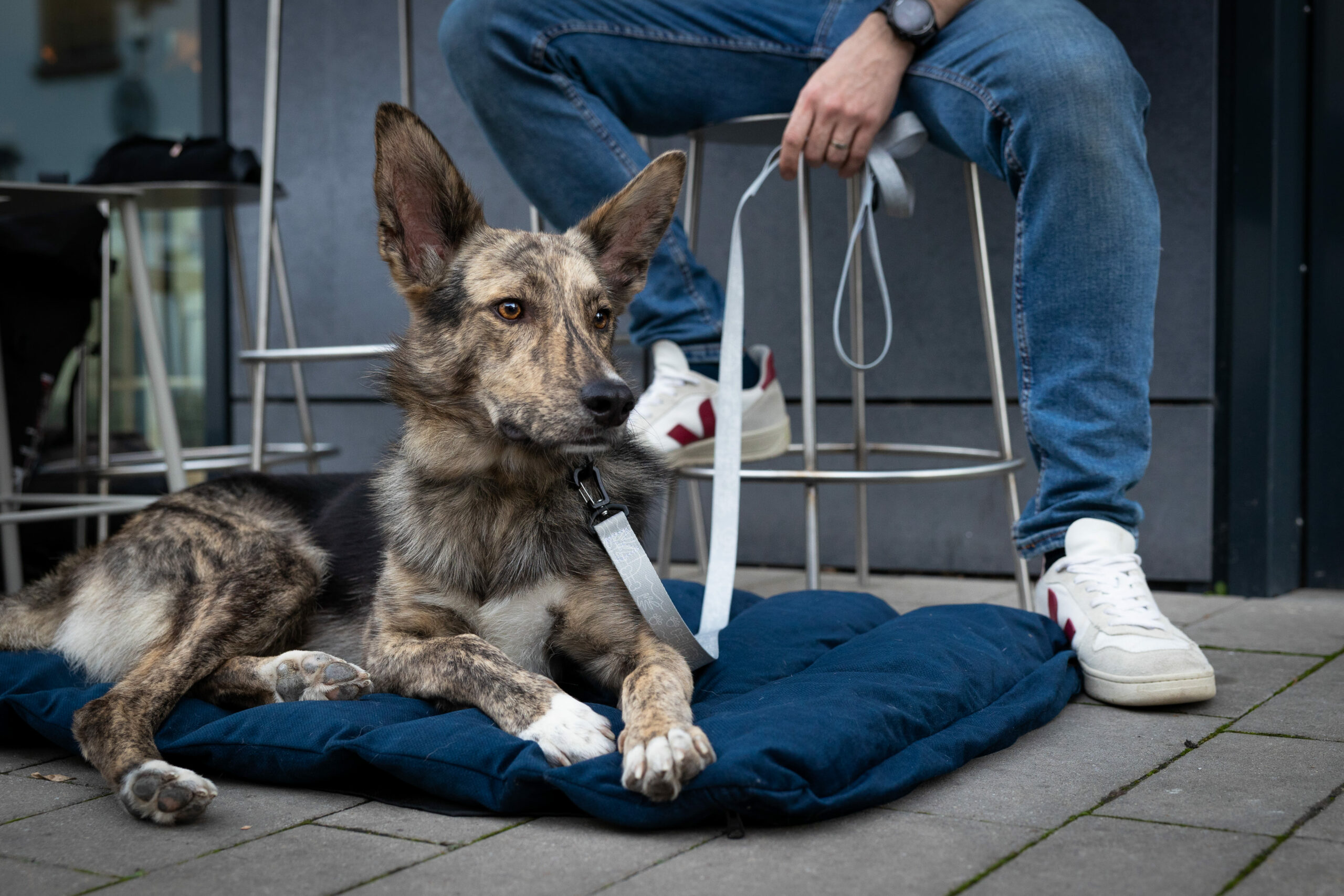 sustainable_travel_dog_bed_lebeddie_2428