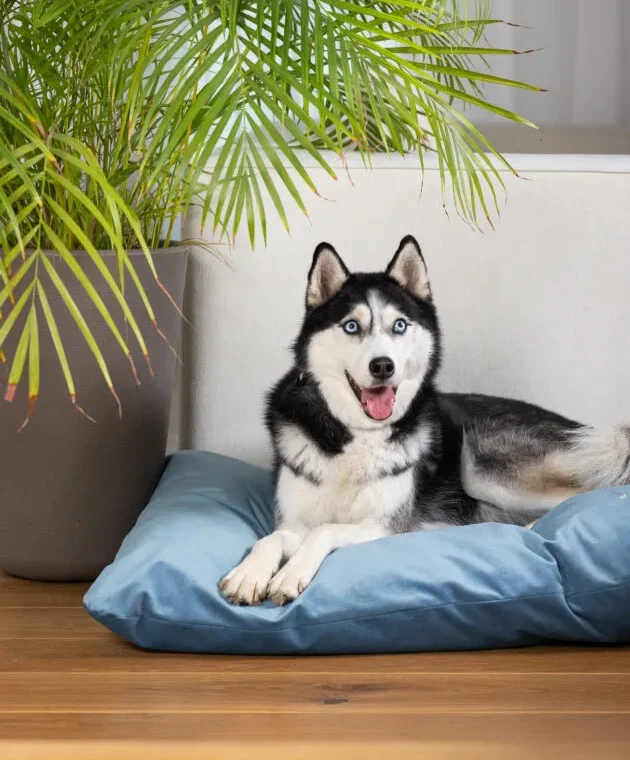 dog_bed_pillow_cushion_lifestyle_lebeddie_8521-min-682x1024-1-e1782980265168