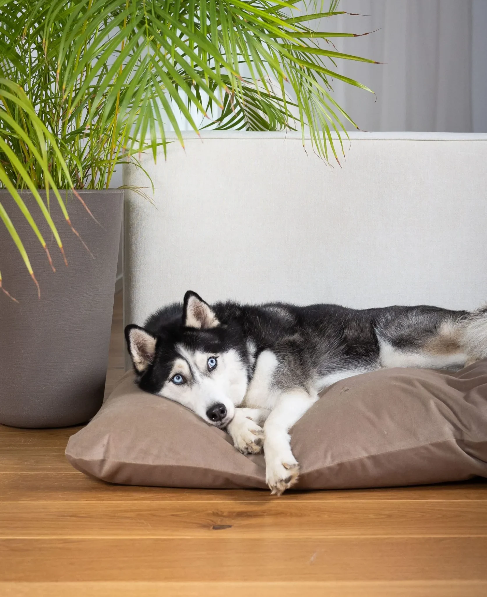 dog_bed_pillow_cushion_lifestyle_lebeddie_8586-min-scaled-1-e1782980326278-1672x2048