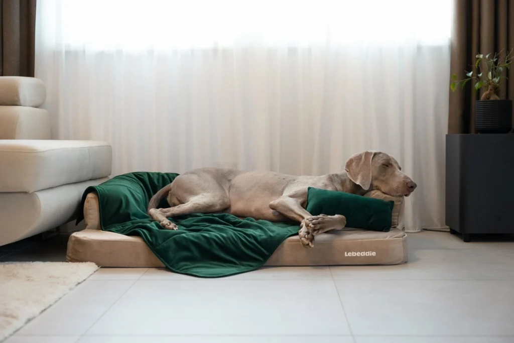 5S3A6433_lifestyle_lebeddie_interior_orthopedic_dog_bed-scaled-1 copy 2