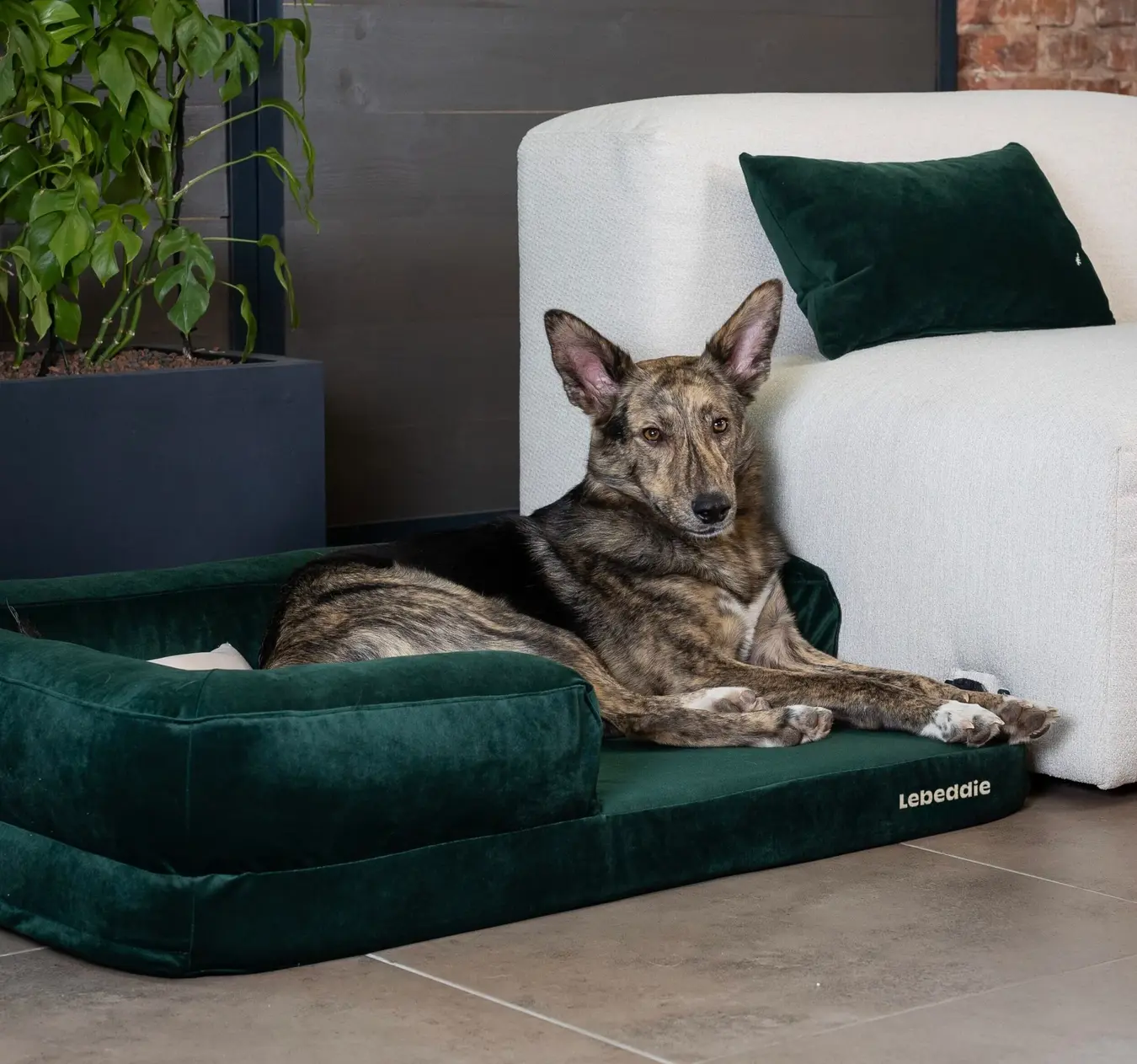 orthopedic_sustainable_dog_bed_lebeddie_7878-1-copy-NEW-UPDATE-copy-scaled-e1776242570920